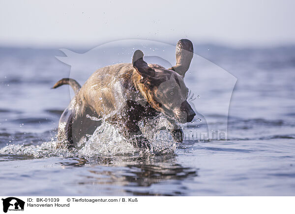 Hannoverscher Schweihund / Hanoverian Hound / BK-01039
