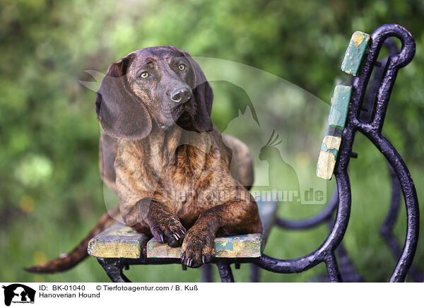 Hannoverscher Schweihund / Hanoverian Hound / BK-01040