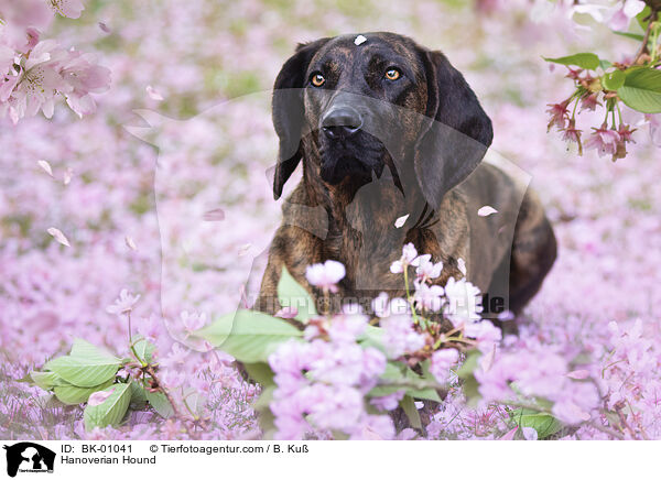 Hannoverscher Schweihund / Hanoverian Hound / BK-01041