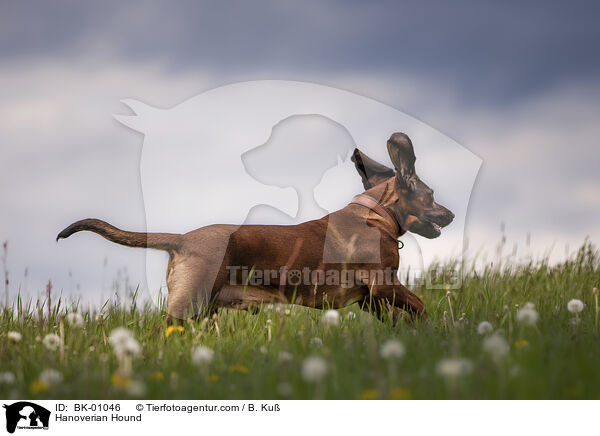 Hannoverscher Schweihund / Hanoverian Hound / BK-01046