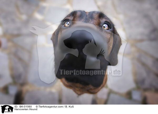 Hanoverian Hound / BK-01060