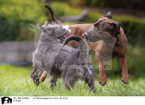 2 dogs / BK-01064