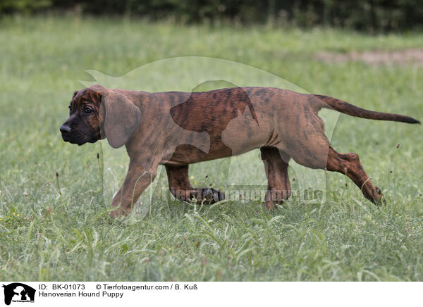 Hanoverian Hound Puppy / BK-01073