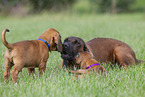 Hannoverian Hounds