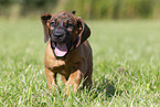 Hannoverian Hound Puppy