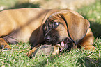 Hannoverian Hound Puppy