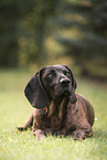 Hanoverian Hound