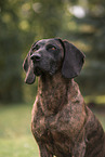 Hanoverian Hound