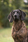 Hanoverian Hound