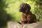 Hanoverian Hound