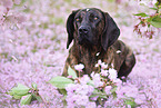 Hanoverian Hound