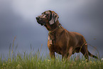 Hanoverian Hound