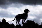 Hanoverian Hound