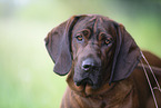Hanoverian Hound