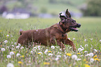 Hanoverian Hound