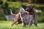 2 dogs