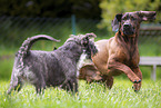 2 dogs