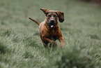 Hanoverian Hound