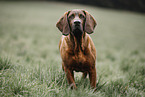 Hanoverian Hound