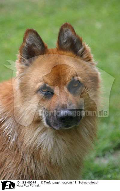 Harzer Fuchs Portrait / Harzer Fuchs Portrait / SS-00074