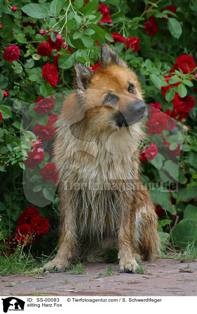 sitzender Harzer Fuchs / sitting Harzer Fuchs / SS-00083