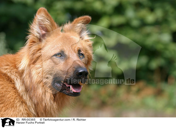 Harzer Fuchs Portrait / Harzer Fuchs Portrait / RR-00365