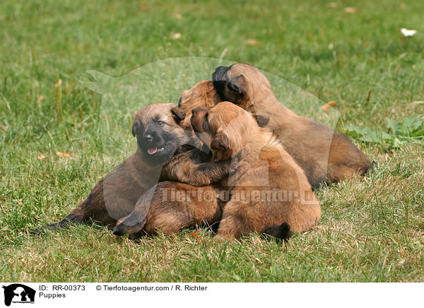 Puppies / RR-00373