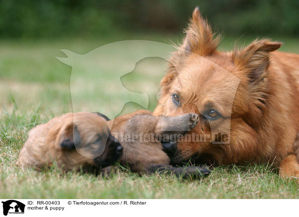 mother & puppy / RR-00403