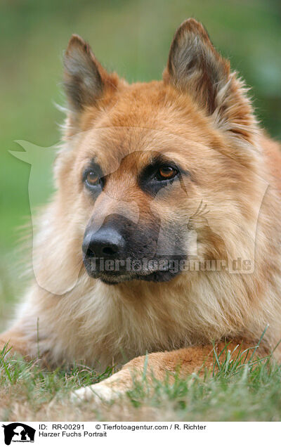 Harzer Fuchs Portrait / Harzer Fuchs Portrait / RR-00291