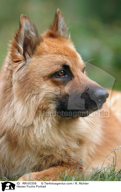 Harzer Fuchs Portrait / Harzer Fuchs Portrait / RR-00356