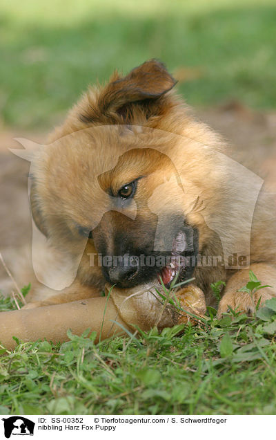Harzer Fuchs Welpe / Harzer Fuchs Puppy / SS-00352