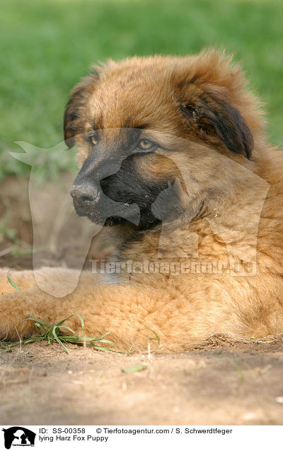 Harzer Fuchs Welpe / Harzer Fuchs Puppy / SS-00358