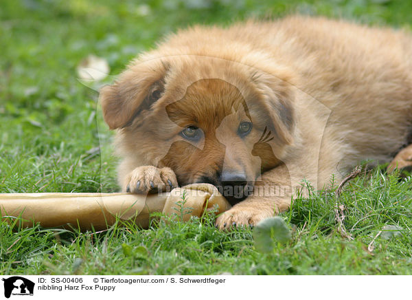 nibbling Harz Fox Puppy / SS-00406