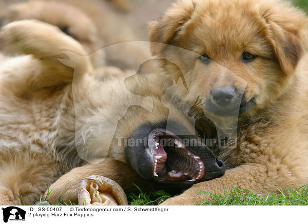 2 playing Harz Fox Puppies / SS-00407