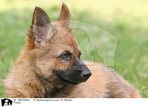 Puppy / RR-00622