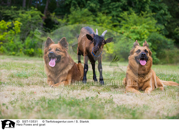 Harz Foxes and goat / SST-13531