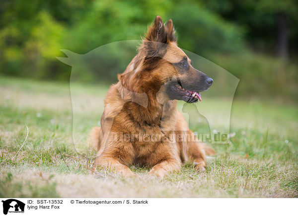 lying Harz Fox / SST-13532
