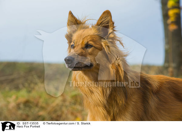 Harz Fox Portrait / SST-13535