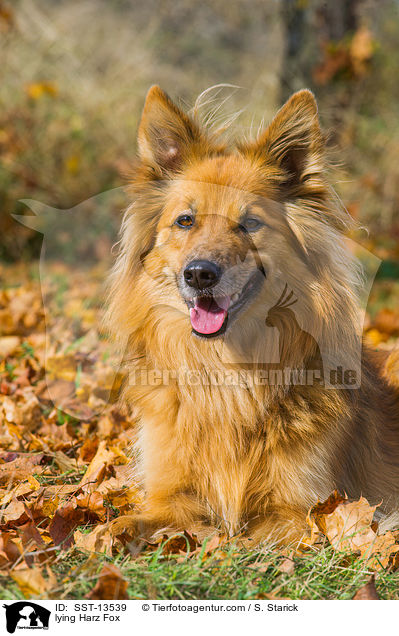 lying Harz Fox / SST-13539
