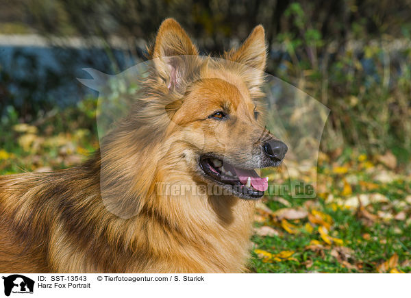 Harz Fox Portrait / SST-13543