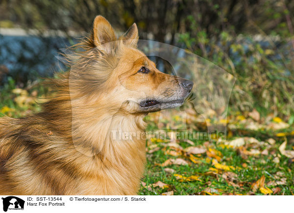 Harz Fox Portrait / SST-13544