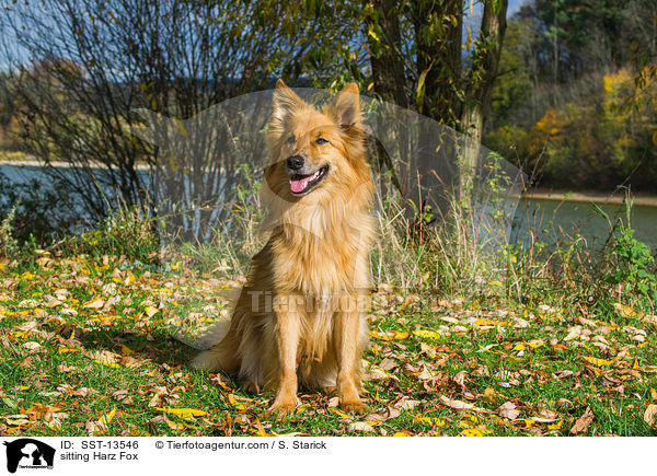 sitting Harz Fox / SST-13546