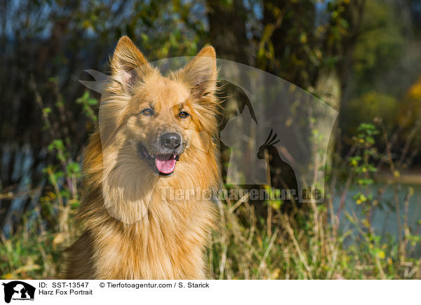 Harz Fox Portrait / SST-13547