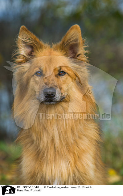 Harz Fox Portrait / SST-13548