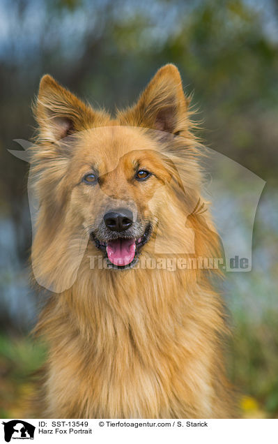 Harz Fox Portrait / SST-13549