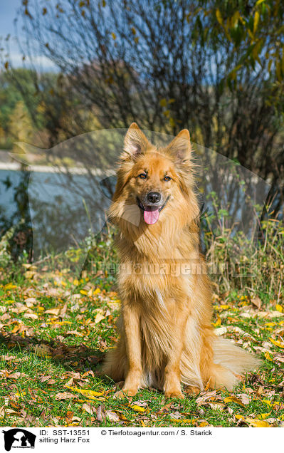 sitting Harz Fox / SST-13551