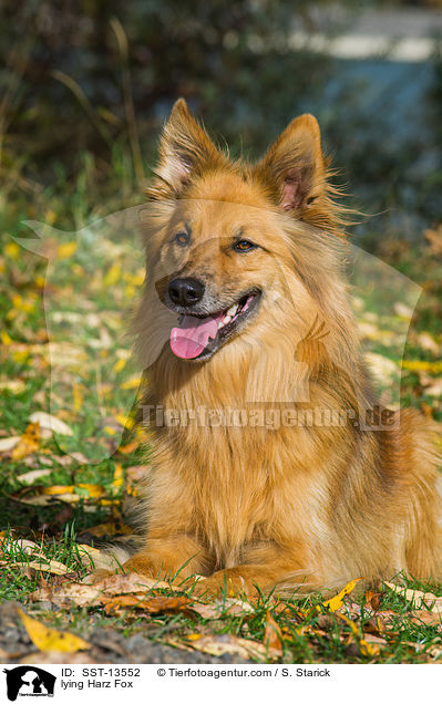 lying Harz Fox / SST-13552