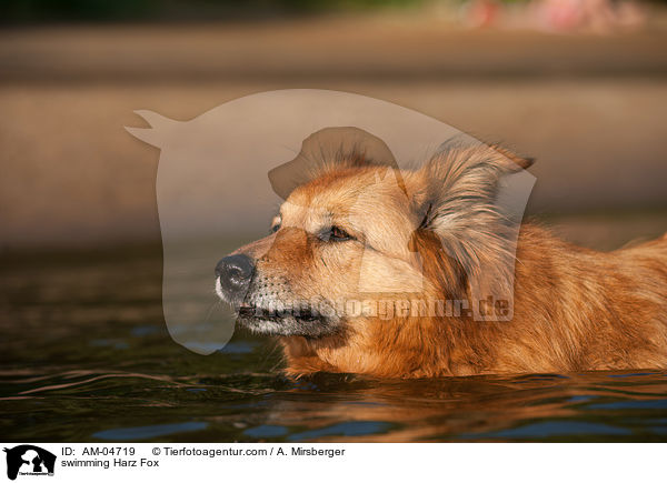 swimming Harz Fox / AM-04719