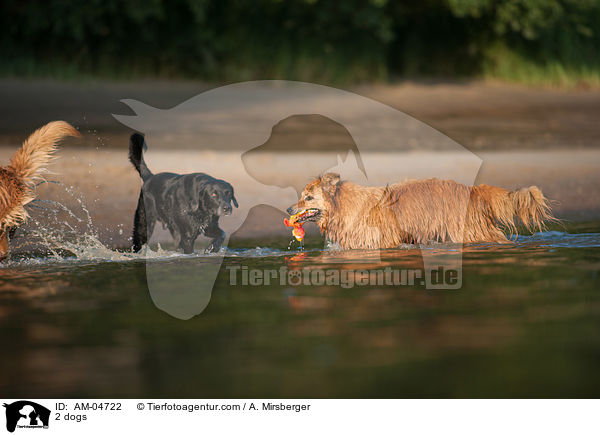 2 dogs / AM-04722