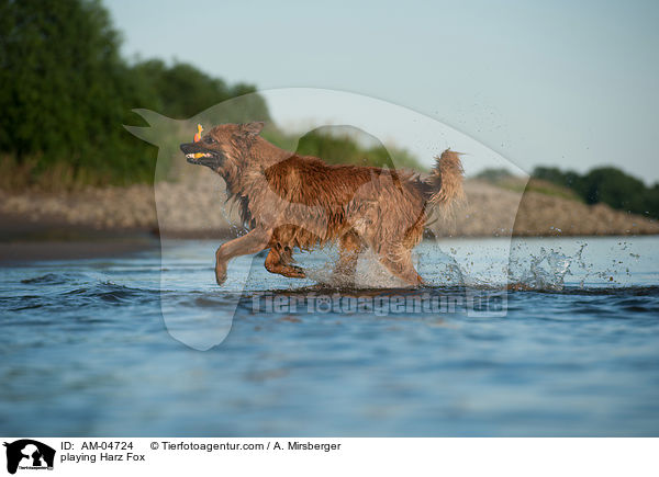 playing Harz Fox / AM-04724